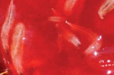 Integrated management of Drosophila suzukii: new CTIFL trials in France