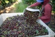 Record cherry crop in the Pacific Northwest, but farmers face a bitter season