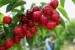 Ciliegie dolci in Cina subtropicale: studio su cultivar rosse e gialle a basso fabbisogno in freddo
