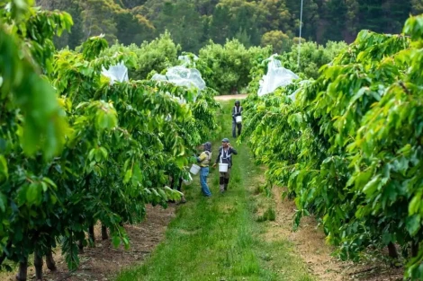 Strategic alliance boosts biosecurity for cherries and summerfruit