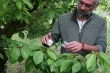 Ganaspis kimorum survives winter: new biocontrol against Drosophila suzukii in Michigan