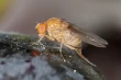 Wintering of Drosophila suzukii in New York vineyards: strategies and management