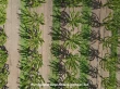 Cherry tree in Chile and Greece with KISS system (Keep It Super Simple)