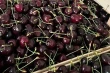 How 1-MCP extends sweet cherry shelf life: tests on Kordia and Regina in Poland