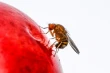 Drosophila suzukii: preferenze di ovideposizione e sviluppo su diverse cultivar di ciliegio