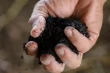Turkey increases cherry and sour cherry production: new sustainable asphalt applications