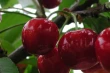 Ciliegie spagnole pronte al debutto in Cina: via libera all’export