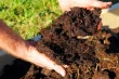 Organic fertilizers and compost: sustainable growth in organic orchards in Puglia