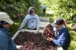 Oregon’s sweet cherry season turns bitter: “A manmade disaster”