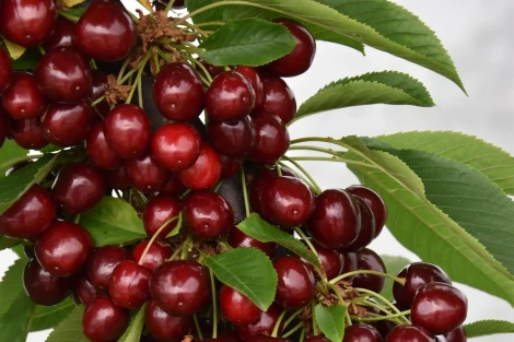 Ciliegio: un’opportunità di differenziazione per la filiera