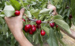 Rain in Extremadura: 12,000 tonnes of cherries damaged by bad weather