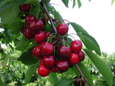 Magnesio e potassio per un aumento della qualità del frutto