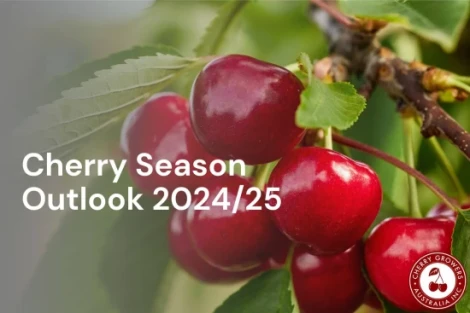 Australia's 2024 cherry season: a new beginning!