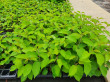 Waimea Nurseries (New Zealand) introduces dwarfing rootstock selections