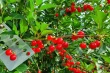 Sour cherry harvest hits historic low: prices rise and stocks deplete