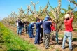 How to increase cherry marginal profit: strategies, costs and orchard systems
