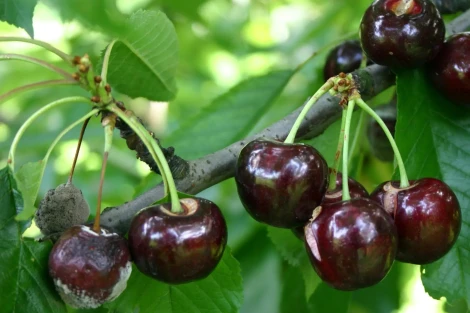 L’esperto informa: Gestione delle spaccature dei frutti nei ceraseti