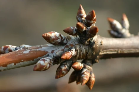 Come il clima mite in Francia sta cambiando la dormienza del ciliegio Regina