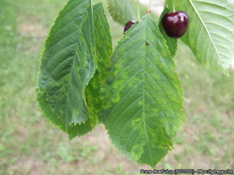 A smartphone is now enough to diagnose cherry diseases
