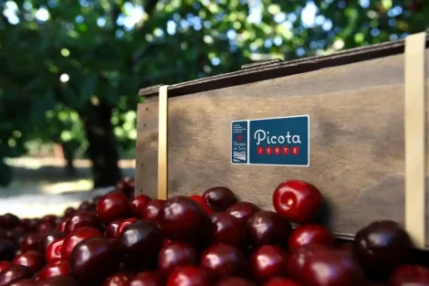 Cereza del Jerte: 1.3 million kg certified and new varieties on the rise