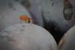 Nuove trappole al profumo di arancia per combattere la Drosophila suzukii