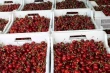 Cherries worldwide: Turkey, Chile and USA lead global production and exports