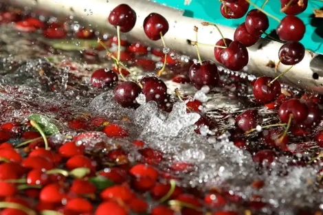 Mercadona scommette su 8.500 tonnellate di ciliegie aragonesi nella stagione 2025
