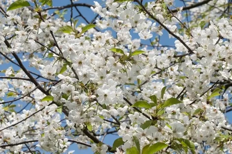 Genetic factors affect sour cherry bloom time in Japan