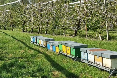 Impollinatori nei ceraseti del Belgio: confronto tra pan-traps e retini entomologici