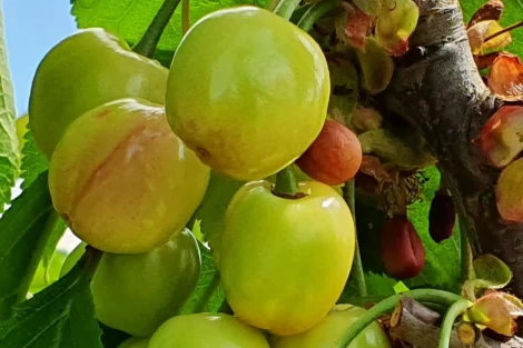 Acido abscissico e maturazione delle ciliegie: lo studio sulla cultivar Luying 3 in Cina