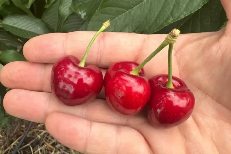 Cherries, the future hinges on quality: Carlos Tapia's strategic vision        Chiedi a ChatGPT