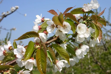 Sweet cherry bloom: microRNAs' role in dormancy and flowering in Santiago, Chile