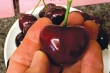 Sweet cherry genome ‘Tieton’: genetic breakthrough from China’s Shandong region