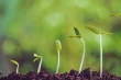 Copper nanoparticles in Turkish forests: effects on sweet cherry and reforestation