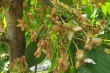 Puglia on alert: April frost cuts cherry harvest in half