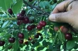 Canadian dwarf cherries: resilient, sweet, and built for industry
