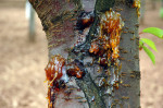 Rebirth from bacterial cancer of the cherry tree