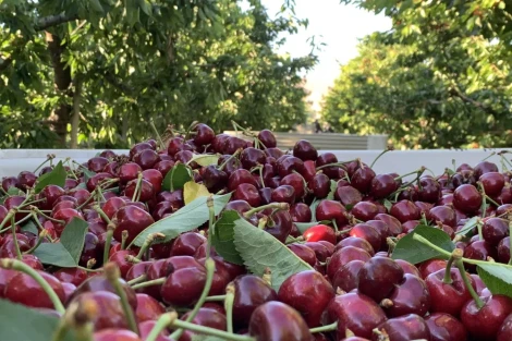 Stone Fruit Day (WSU): il legame fra qualità e mutamento delle condizioni climatiche al centro dell’attenzione