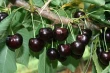 Efficient pollination of Areko cherries: complete guide by Chilean climate zones