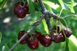 How to prevent cherry cracking in greenhouse and open field: insights from China