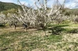 Spagna: ciliegi centenari di Jaén a rischio, un patrimonio agricolo da salvare