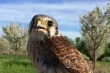 How American kestrels protect Michigan cherries and boost food safety naturally