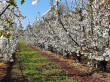 The expert reports - Considerations on flowering, pollination and fruit set of the cherry tree