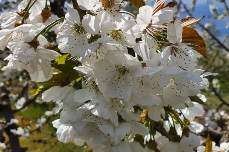 Assisted pollination boosts ‘Regina’ cherry yield and quality