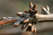 How mild climate in France is changing dormancy in Regina sweet cherry trees