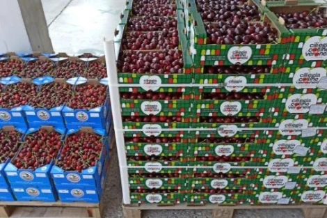 Ciliegia delle Colline Veronesi: al via la stagione 2025 tra qualità e attese Igp