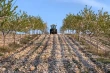 Karst soils and microclimate: why Makarska (Croatia) leads in organic cherry and olive farming