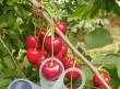 Pruning time can affect fruit size