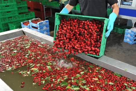 Il lavaggio delle ciliegie con acqua distillata riduce i pesticidi e incrementa la qualità 