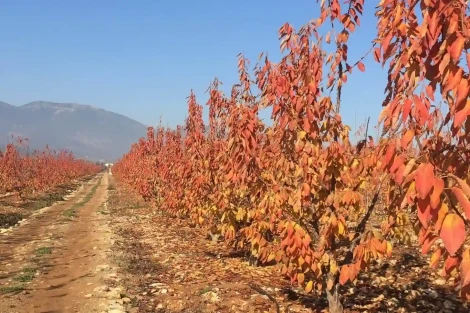 Sweet cherries: choosing the best rootstock for fruit quality, yield and sustainability
